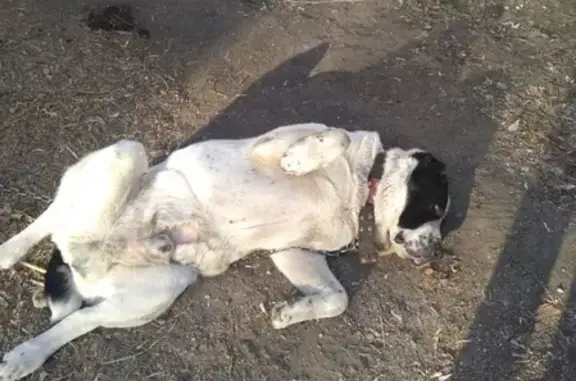 Пропала собака на ул. Бабарынка, 30 в Тюмени