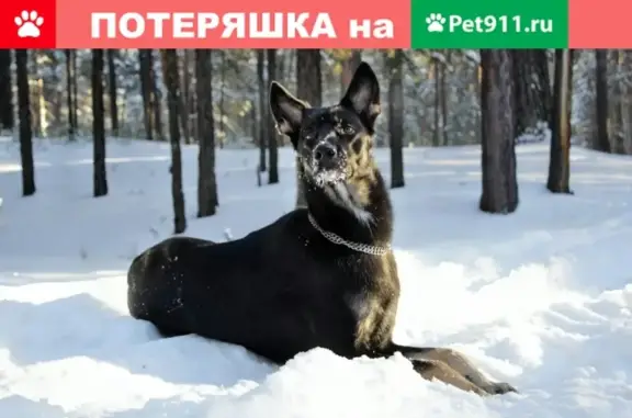 Собаки потеряшки, Рогозиха, фото: Потеряшка собака Тёма в Рогозихе, Алтайский край