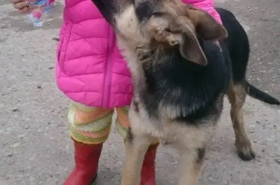 Пропала собака Рэй в Красноярске