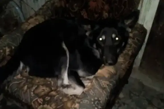 Найдена собака в Оверятах, ищем хозяина