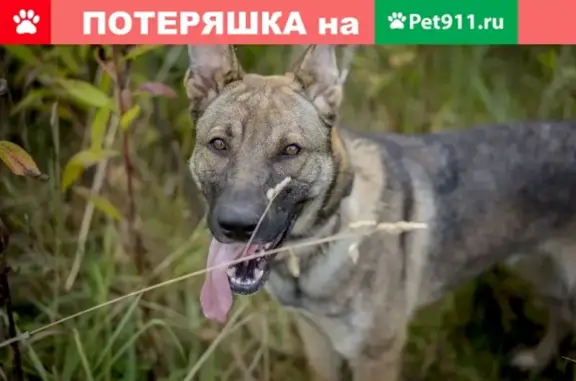 Собаки потеряшки, Свердлово, фото: Потеряшка собака в селе Свердлово, Тверская область