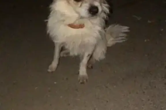 Найдена собака в районе ВИМа, ищем хозяина или новый дом. Армавир, Армения.