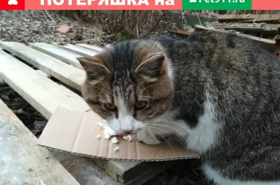 Найдена кошка в поселке Скобяной
