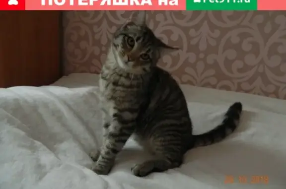 Найдена кошка на ул. Володарского в Иркутске