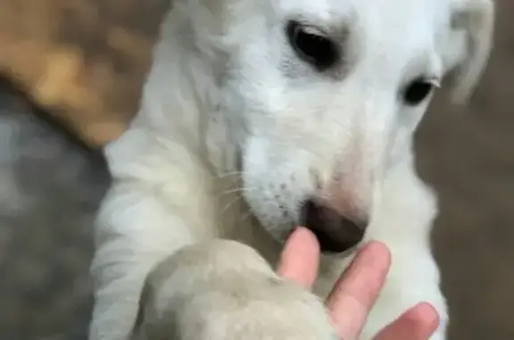 Найден щенок в Всеволожском районе ЛО