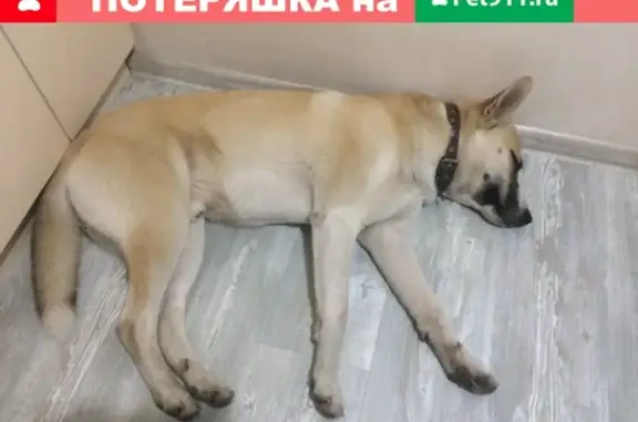 Найдена собака в Москве.
