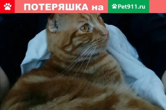 Кошки потеряшки, Новоленинское, фото: Потеряшка кошка Йося в Краснодарском крае