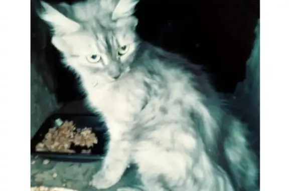 Найдена кошка на Березовой Аллее, Москва