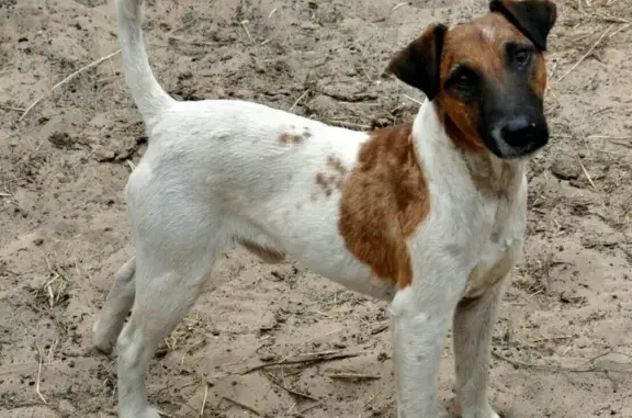 Пропала собака в Домодедово, ищу бело-рыжего фокстерьера
