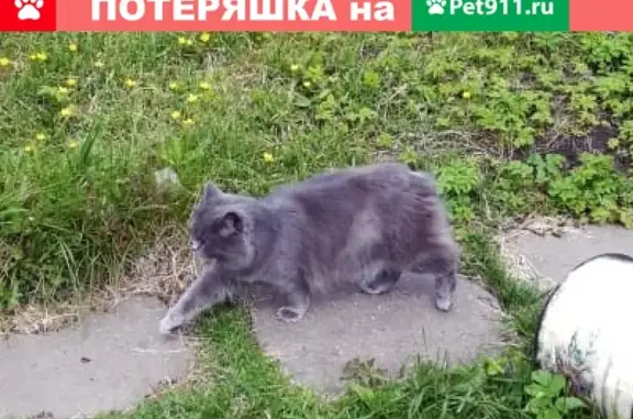 Пропала кошка по ул. Московская, 111 в Твери без хвоста