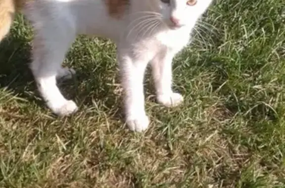 Пропал кот Семен в Лениногорске, помогите найти