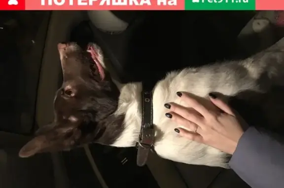 Найдена собака на улице Щорса, 18
