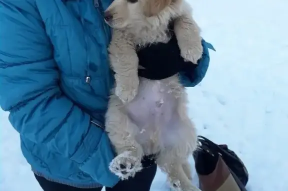 Найден породистый щенок на Березовой улице в Бердске
