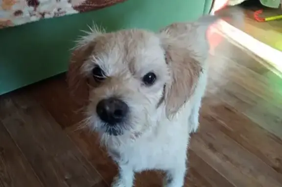 Собака с ошейником найдена в Тольятти на бульваре Туполева 17