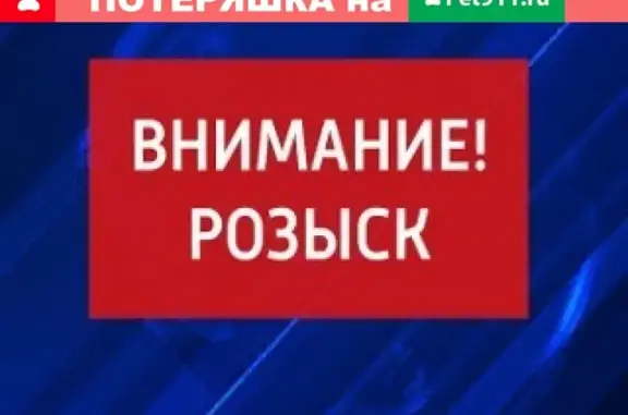 Пропал пёс Арчи на Горноспасательной, 2/1