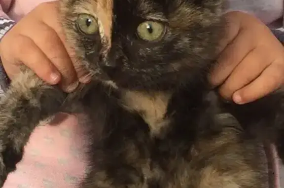 Кошки потеряшки, посёлок городского типа Каа-Хем, фото: Потеряшка кошка в Каа-Хем, вознаграждение