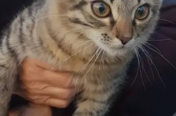 Найдена кошка на Каширском шоссе 91