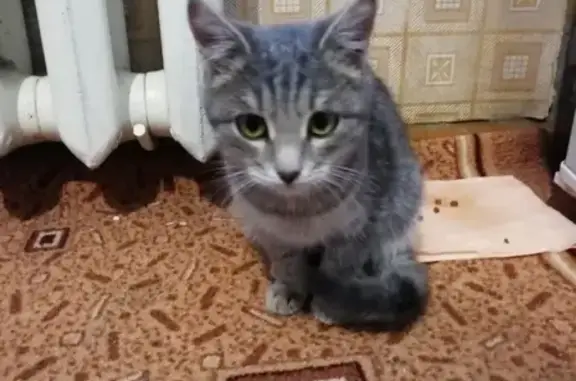 Найден ручной котенок в Барнауле, ищем хозяев