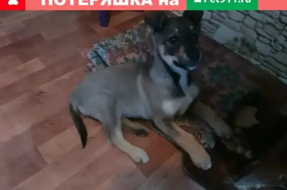Найден щенок в Ярославле, возраст 4 мес.