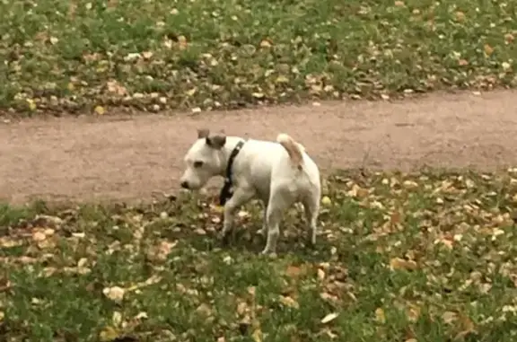 Найдена собака на пр. Луначарского, СПб