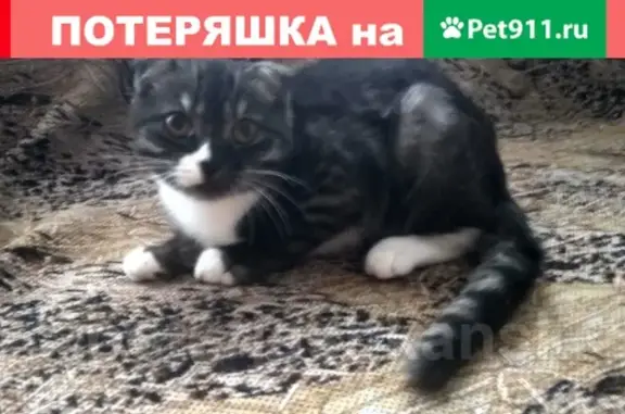 Кошки потеряшки, Новосибирск, фото: Потеряшка кот Ярик на Софийской 12/3, верните!