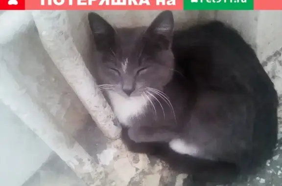 Найден кот на ул. Российской в Челябинске