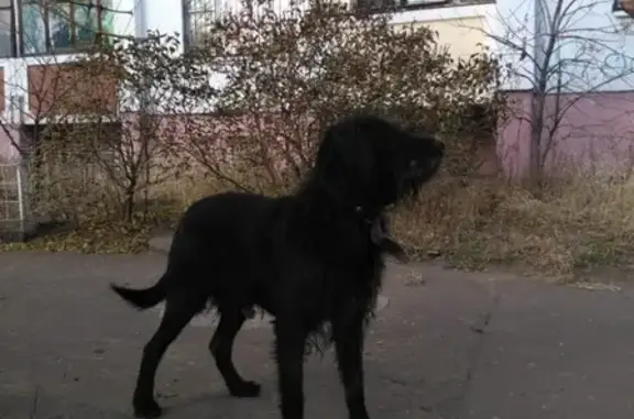 Найден крупный черный кобель в Железнодорожном районе