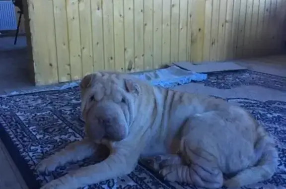 Найдена собака с клеймом в Краснодарском крае