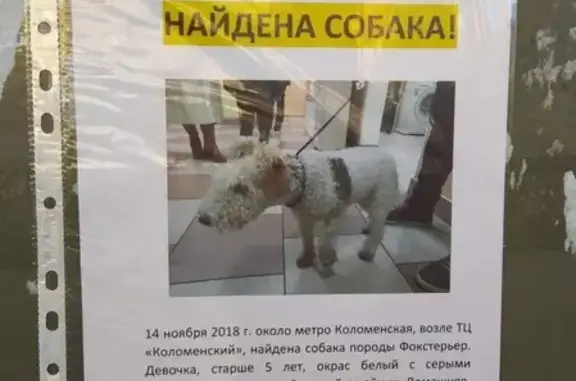 Найдена собака породы фокстерьер возле метро Коломенская