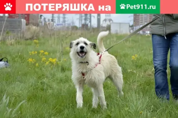 Стерилизованная собака идеальна для квартиры или дома, Пермь.