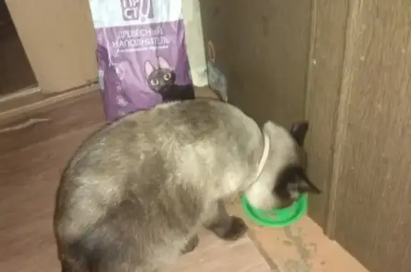 Кошка найдена в Мытищах на Ленинской, 35