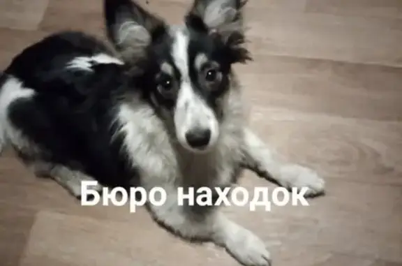 Найдена ласковая собачка на Логинова в Архангельске