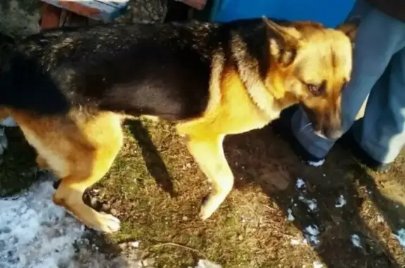 Найдена собака в х.Диченск, Ростовская область