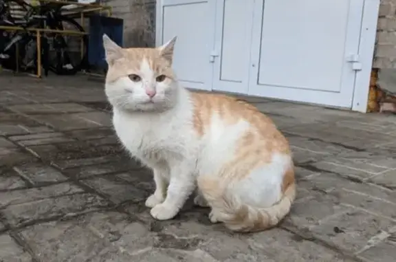 Найден кот на Суоярвской, 5 в Петрозаводске