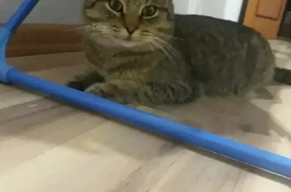 Найден кот на дачах в Тюмени