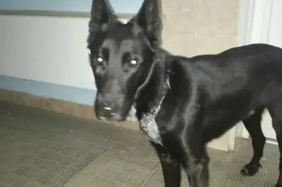 Собака найдена в Томске на улице Лебедева.