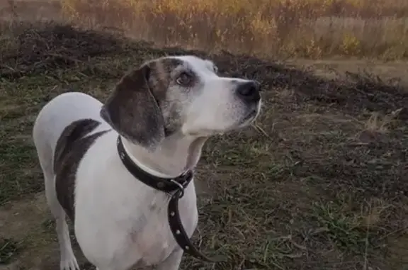 Пропала собака Флора на Берёзовой аллее