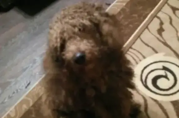 Найдена коричневая собака в Сергиевом Посаде.