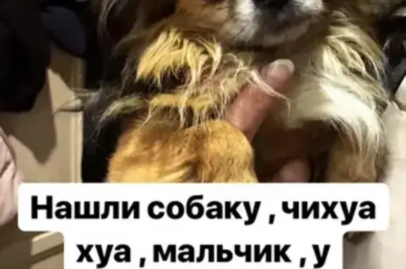 Найдена собака возле метро Медведково, ищем хозяина