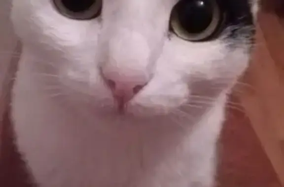 Кошки потеряшки, Набережные Челны, фото: Потеряшка кошка Китя в Набережных Челнах