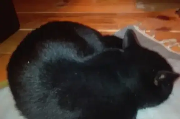 Найден черный кот в районе Магнит, Икша.