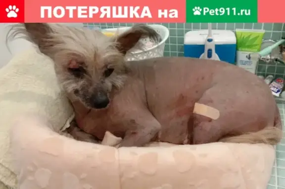 Собака без ошейника и одежды найдена в Вологде