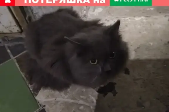 Найдена кошка: Уральская 196