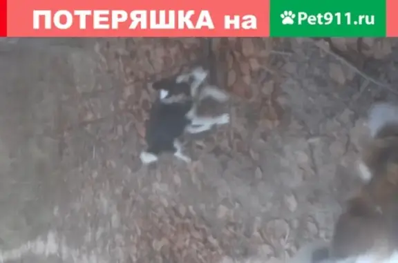 Найден щенок в лесу, ищем хозяев в Дмитрове