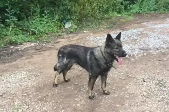 Пропала собака в Дёмском районе Уфы