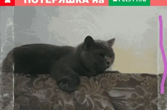 Кошки потеряшки, село Маслово, фото: Потеряшка кошка с ранами и стрессом в Маслово, Крым.