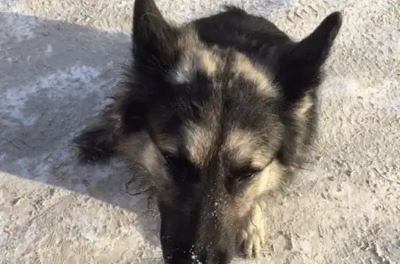 Найдена собака Песик в Томске
