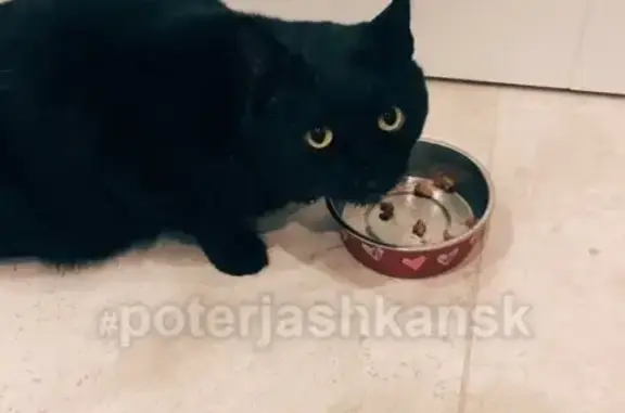 Найден черный котик в Октябрьском районе Новосибирска