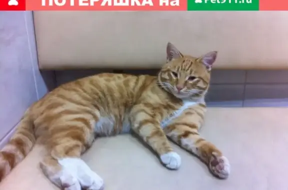 Найден рыжий кот на Комсомольской, г. Южно-Сахалинск