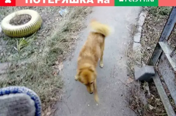 Собака с ошейником на Кузнечихе 23А.